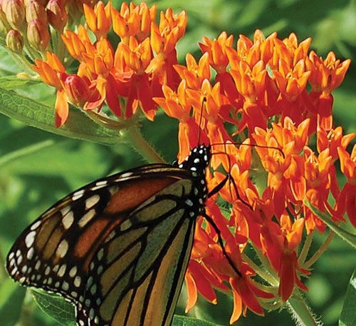 Asclepias tuberosa  ( Butterfly Weed Orange )